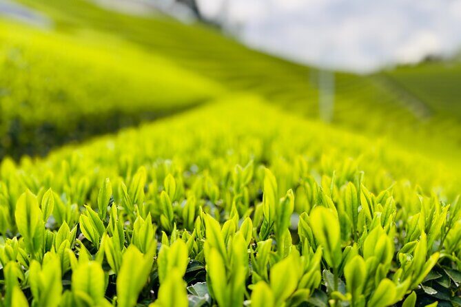 Uji and Wazuka Matcha Farm Half Day Private Guided Tour - What Makes Uji Special?