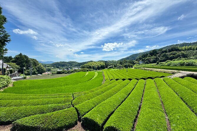 Uji and Wazuka Matcha Farm Half Day Private Guided Tour - What to Expect in Wazuka?