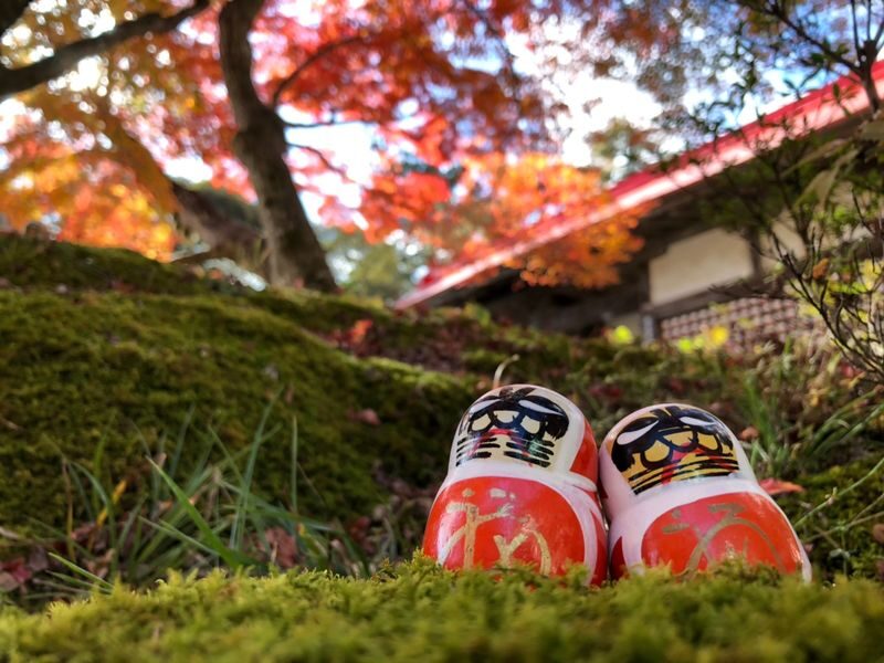Uji Byodoin & Uji Matcha Food Street & Uji River & Uji Park & Fushimi Inari Taisha & Katsuo-ji Daruma Wall Day Tour (Departing from Osaka and Kyoto) - Price, timing and the fine print that matters