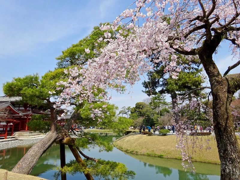 Uji Tea Ceremony and UNESCO Heritage Walking Tour - Uji Shrine and Ujigami Shrine