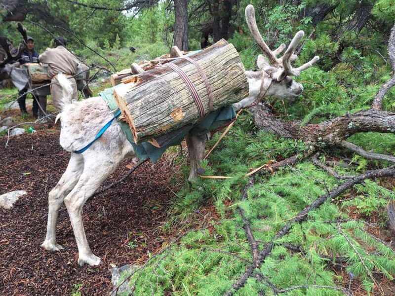 Ulaanbaatar: 9-Day Northern Mongolia Reindeer Adventure - Final Thoughts