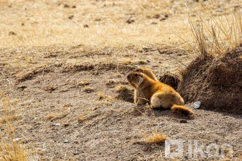 Ulaanbaatar: Hustai National Park Tour with Lunch - Discovering Hustai National Park: An Overview