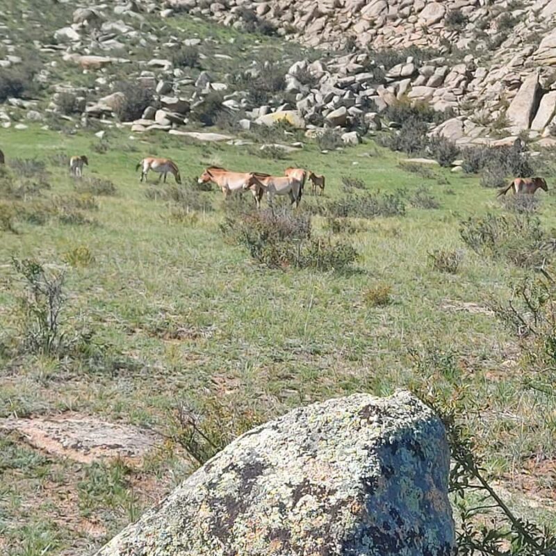 Ulaanbaatar: Khustai NP, Semi Gobi & Kharkhorin Tour - Day 2: Kharkhorin and the Ancient City