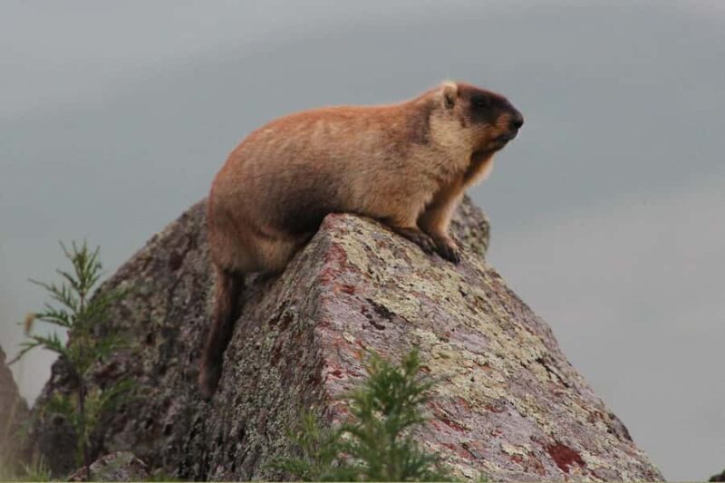 Ulaanbaatar: Nomadic Culture Show & Wild Horse Park Day Tour - The Conservation Program in Detail