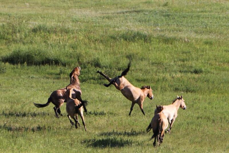 Ulaanbaatar: Nomadic Culture Show & Wild Horse Park Day Tour - Final Thoughts