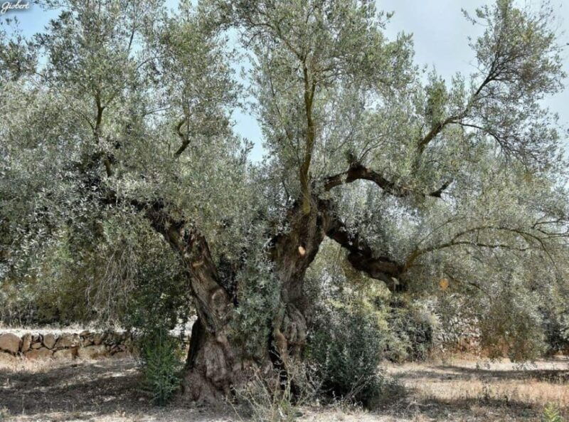 Ulldecona: Guided Tour of the Millenary Olive Trees of Arión - Good To Know