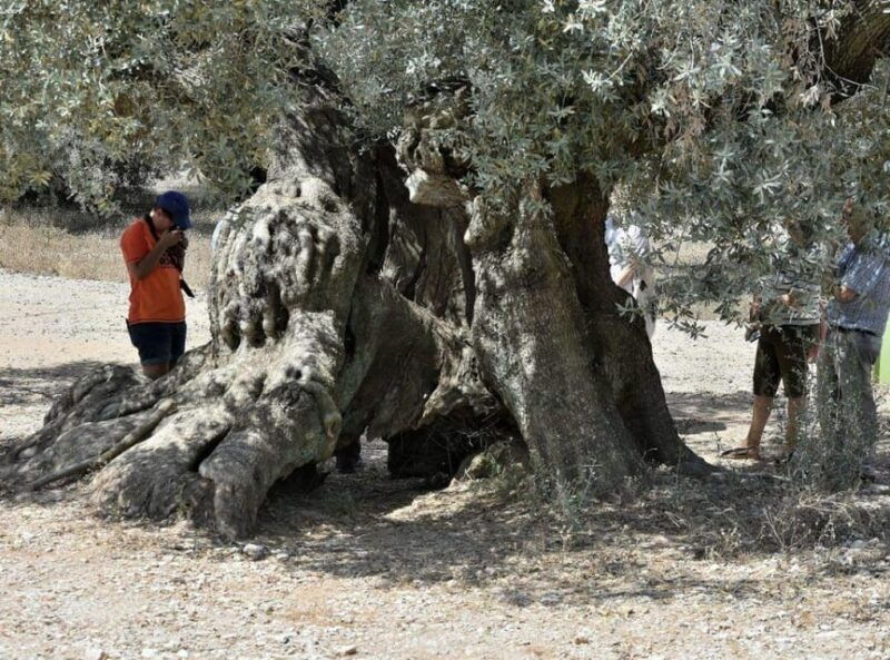 Ulldecona: Guided Tour of the Millenary Olive Trees of Arión - Highlights of the Arión Valley