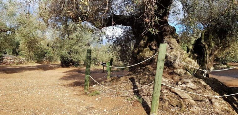 Ulldecona: Guided Tour of the Millenary Olive Trees of Arión - The Historic Farga I Olive Grove