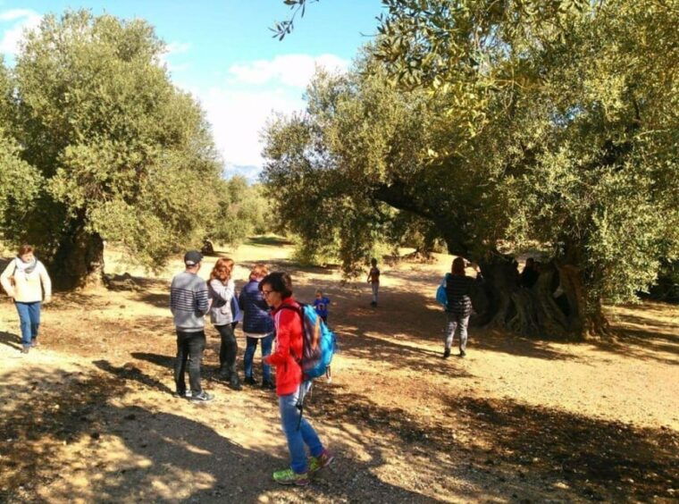 Ulldecona: Guided Tour of the Millenary Olive Trees of Arión - Frequently Asked Questions