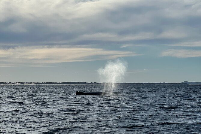 Ultimate 10 Hour Jetski Adventure from Gold Coast to Tangalooma - Overview of the Experience