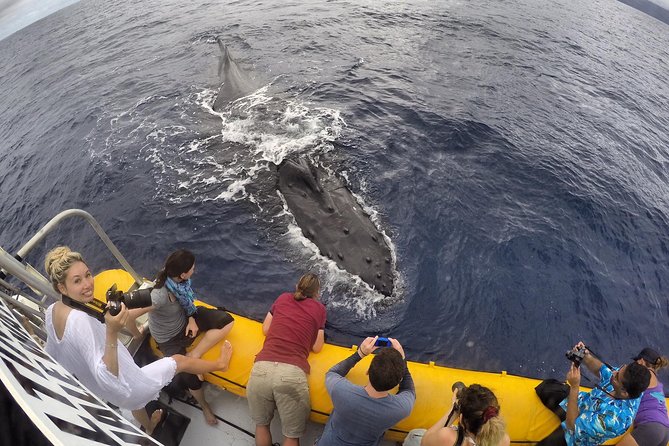 Ultimate 2 Hour Exclusive VIP Whale Watch Tour - Overview