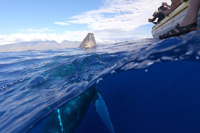 Ultimate 2 Hour Exclusive VIP Whale Watch Tour - Whats Included