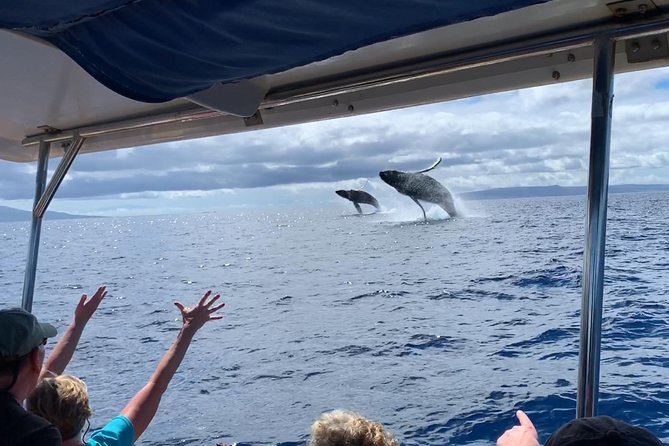 Ultimate 2 Hour Small Group Whale Watch Tour - Pricing and Booking