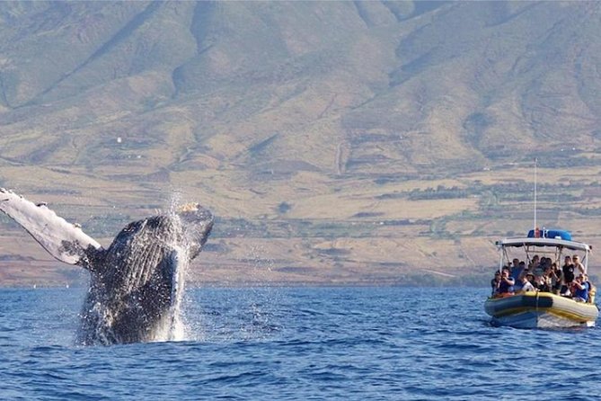 Ultimate 2 Hour Small Group Whale Watch Tour - Inclusions