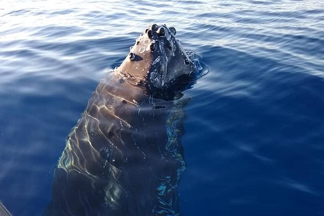 Ultimate 2 Hour Small Group Whale Watch Tour - Meeting and Pickup