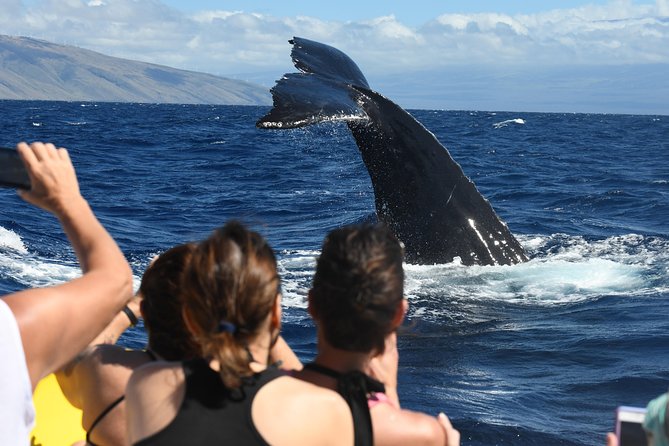 Ultimate 2 Hour Small Group Whale Watch Tour - Customer Reviews and Host Response