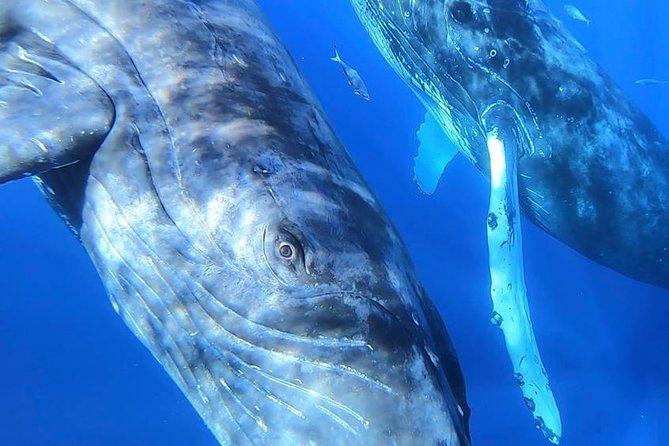 Ultimate 2 Hour Small Group Whale Watch Tour - Crew and Boat