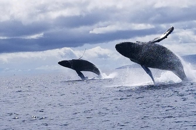 Ultimate 2 Hour Small Group Whale Watch Tour - Common Questions