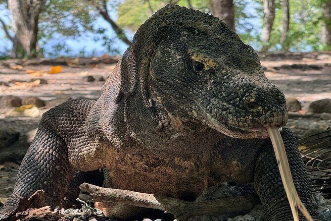 Ultimate Adventure with our Private One Day Komodo Tour - Detailed Breakdown of the Itinerary
