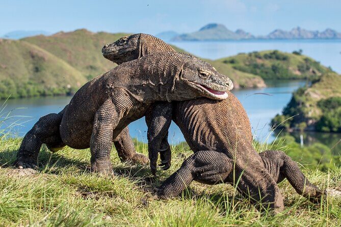 Ultimate Adventure with our Private One Day Komodo Tour - Good To Know