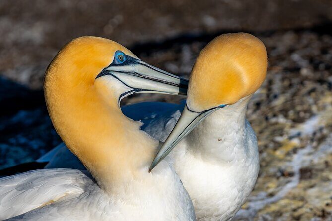 Ultimate Auckland Experience Full Day Tour with Brewery Lunch - FAQ