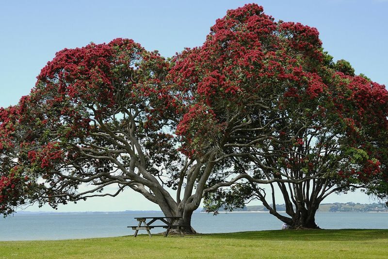 Ultimate Auckland Full Day Tour - Who is likely to enjoy this tour?