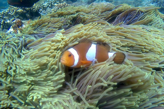 Ultimate Bali Snorkeling Tour - Good To Know