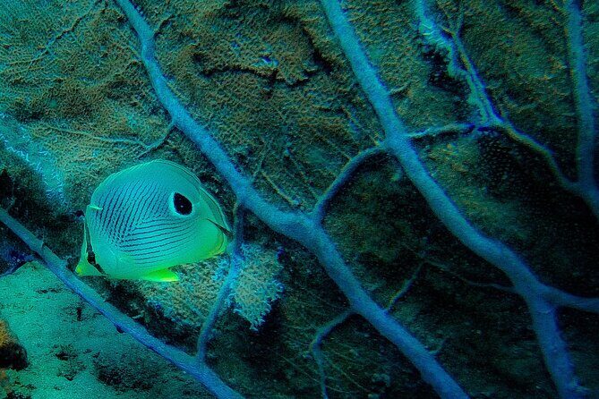 Ultimate Beginner Snorkeling Tour - FAQ