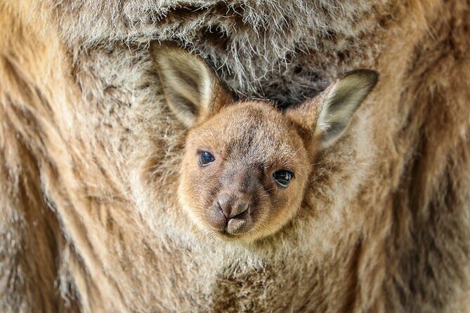 Ultimate Blue Mountains, Scenic World, Zoo & Lincoln's Rock Tour - Scenic Ferry Cruise: A Relaxing Finish