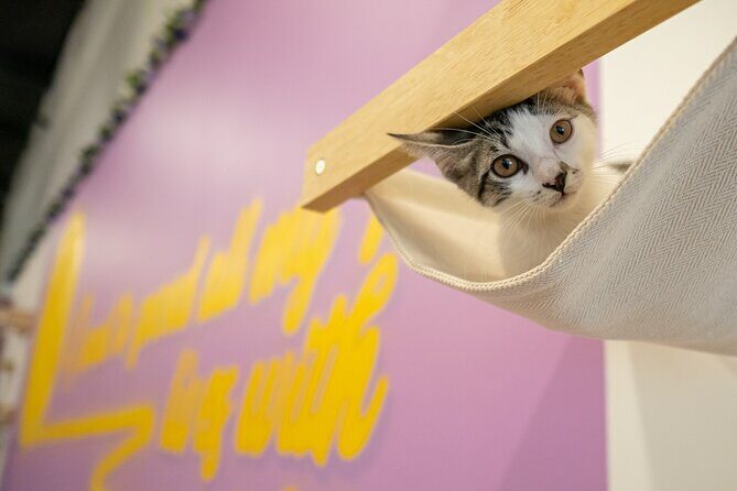 Ultimate cat experience at Austin's only cat cafe - Why This Experience Offers Value