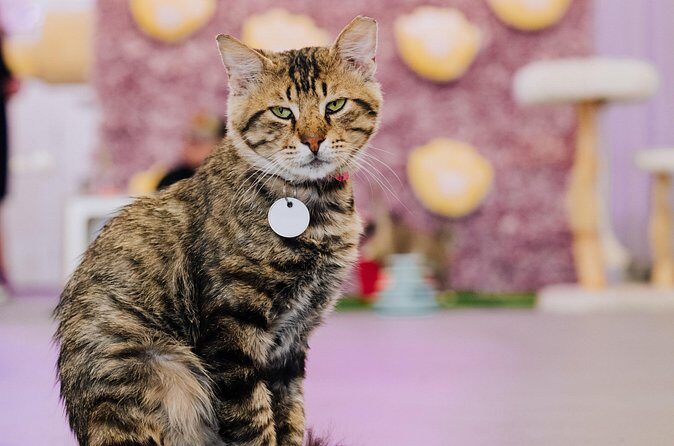 Ultimate cat experience at Austin's only cat cafe - Who Is This Best For?