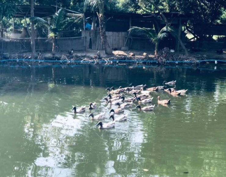 Ultimate Chiang Mai Countryside Tour (Half Day) - Highlights of the Tour