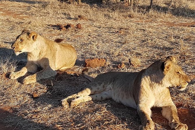 Ultimate Chobe Safari Day Trip From Victoria Falls - Good To Know