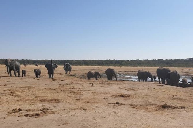 Ultimate Chobe Safari Day Trip From Victoria Falls - Booking Information