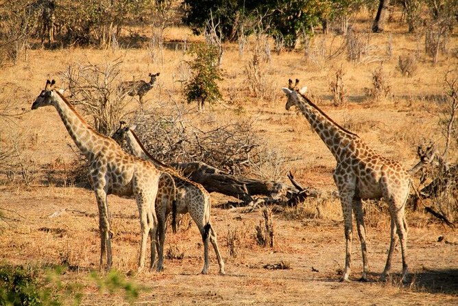Ultimate Chobe Safari Day Trip From Victoria Falls - The Sum Up