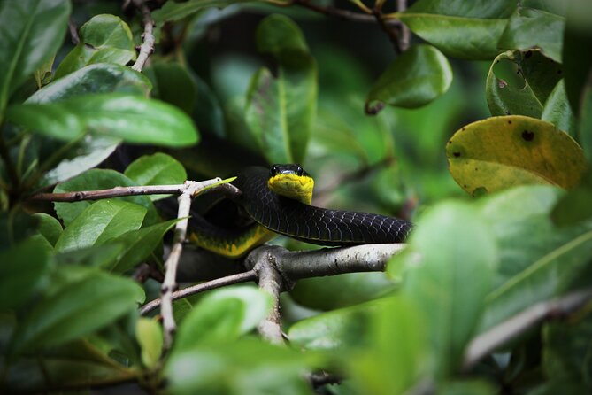 Ultimate Daintree Rainforest Wildlife Experience Cruise - Overview and Experience