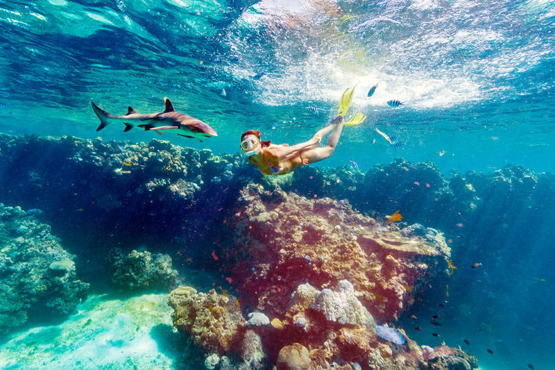 Ultimate Encounter Snorkel with Sharks in Fiji - The essential points before you book