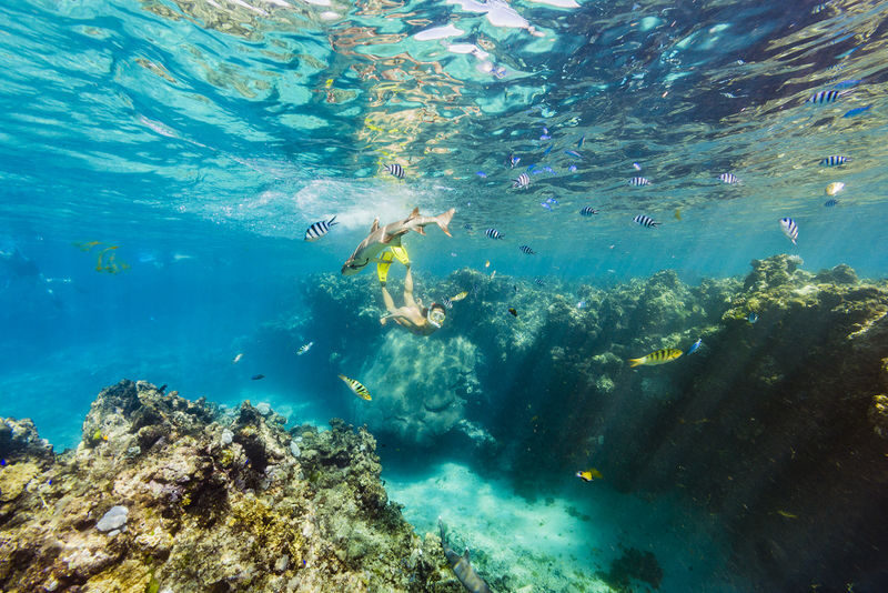 Ultimate Encounter Snorkel with Sharks in Fiji - From Port Denarau to Kuata Island