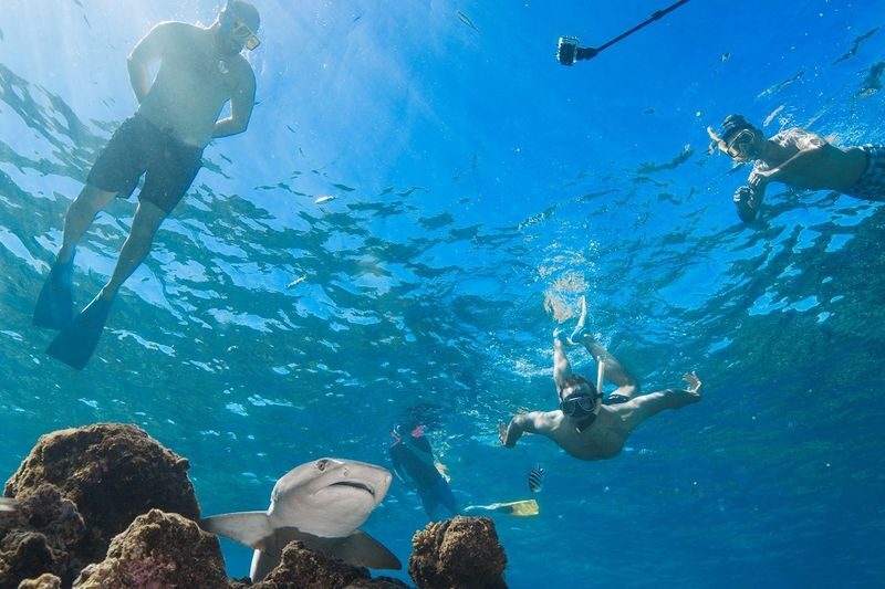 Ultimate Encounter Snorkel with Sharks in Fiji - Getting into the water with reef sharks