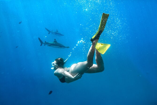Ultimate Encounter Snorkel With Sharks in Fiji - Inclusions and Pickup Information