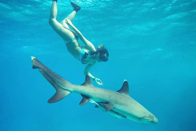 Ultimate Encounter Snorkel With Sharks in Fiji - Shark Guarantee and Cancellation Policy