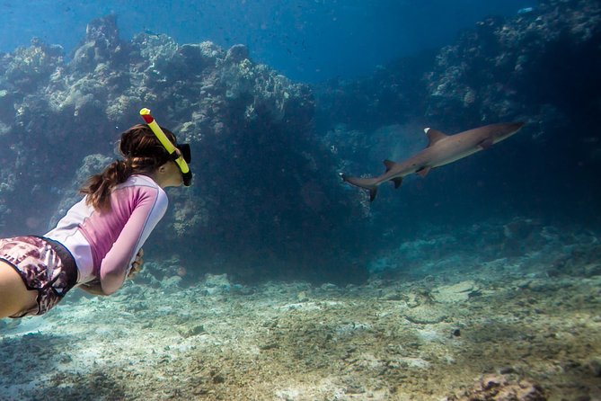 Ultimate Encounter Snorkel With Sharks in Fiji - Common Questions