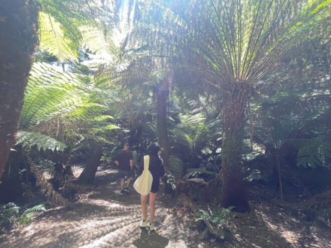 ULTIMATE Great Ocean Rd Scenery Gourmet, 12apostles Daytrip - Small Group Experience