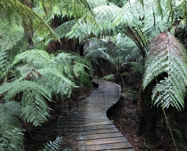 ULTIMATE Great Ocean Rd Scenery Gourmet, 12apostles Daytrip - Reservation and Payment Options