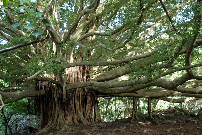 Ultimate Hana Full-Day Adventure Tour - Tour Experience