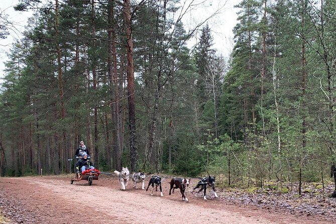 Ultimate Husky dog sledding experience in Latvia - Private tour from Riga - Good To Know