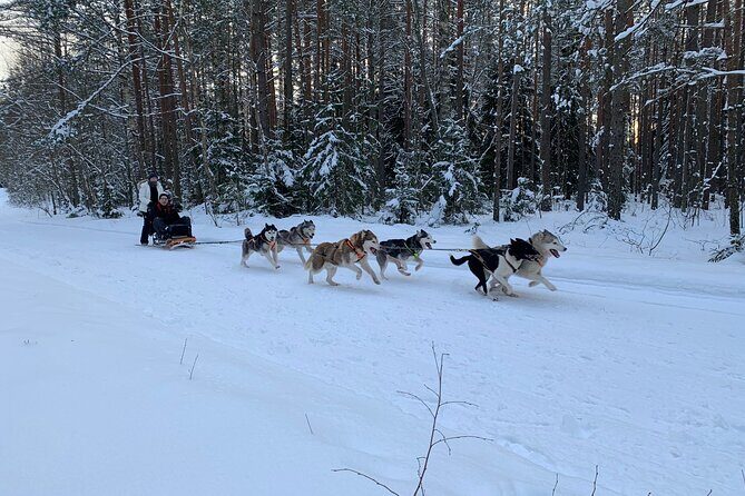 Ultimate Husky dog sledding experience in Latvia - Private tour from Riga - An In-Depth Look at the Husky Sledding Tour
