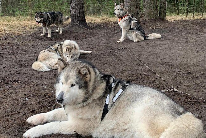 Ultimate Husky dog sledding experience in Latvia - Private tour from Riga - FAQs