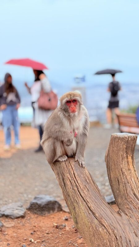 Ultimate Kyoto Arashiyama Tour: Bamboo, Monkeys, Zen Gardens & Gems - Kimono Forest: a vivid stop near the station