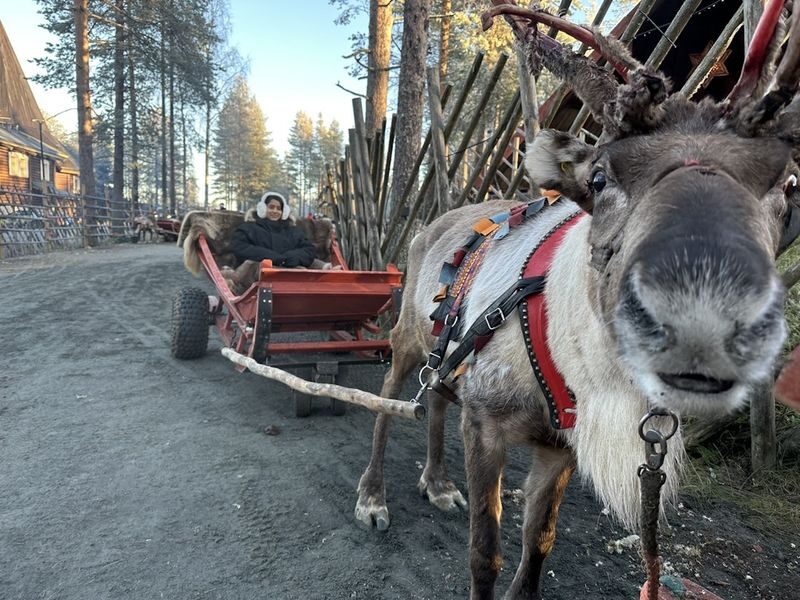 Ultimate Lapland Combo, Meet Santa, Reindeer and Husky Ride - Reindeer sleigh: a short, traditional ride